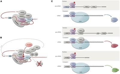 Translational Control in Liver Disease